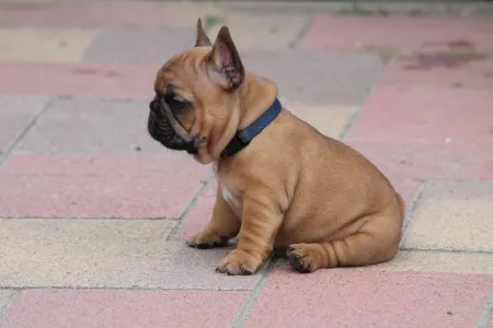 Französische Bulldogge - Usagi