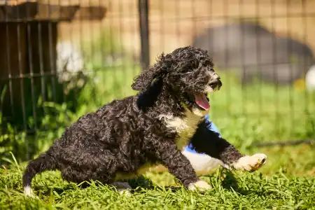 French Water Dog - Fores