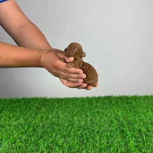 Poodle Toy - Jubela