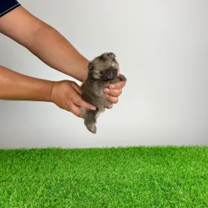 Szpic miniaturowy - Riki