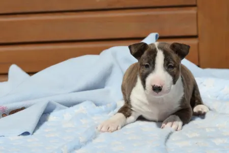 Miniature Bullterrier - Nolan