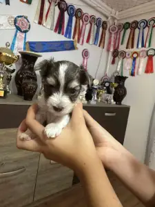 Yorkshire Terrier - Full Of Heart Jamila