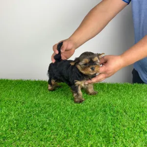 Yorkshire Terrier - Glory