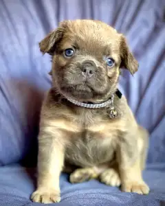 Francia bulldog - Derek