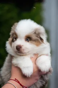 Miniature American Shepherd - Winstead Hug Me Tight