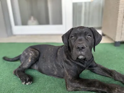 Chien de cour italien - Brenda