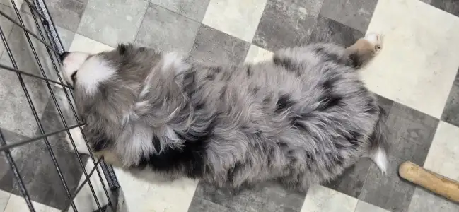 Miniatur amerikanischer Schäferhund - Arctic Sky Of Sparkles Of Joy