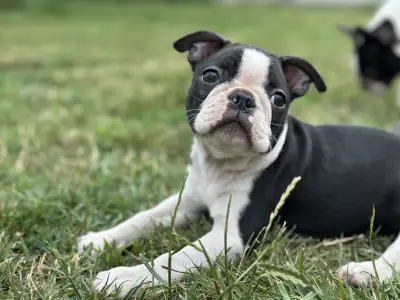Boston Terrier - Yuma Nero Di Angelo