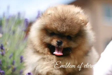Pomeranian - Don From Ebi’s Heart Emblem Of Eternal Love