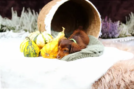 Jamnik - Sólyomvári Koda