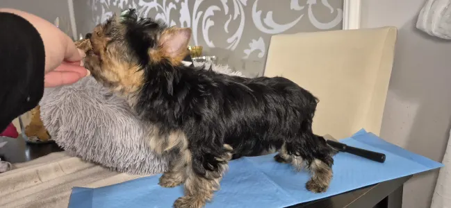 Yorkshire Terrier - Batman Of Midsummer Nights Miracle 