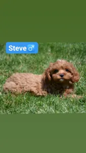 Кавапу - Steve