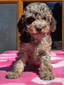 Cavapoo - Choco-Bunny