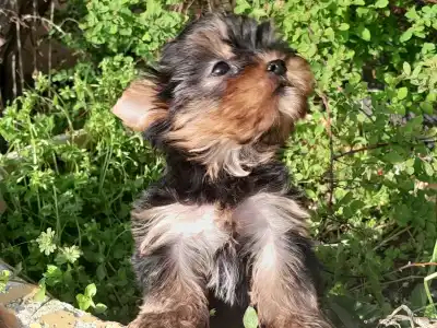 Yorkshire Terrier - Sheldon