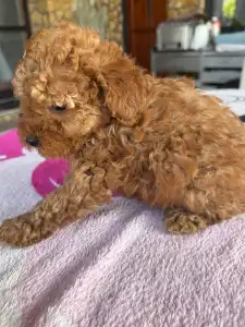 Poodle Miniature - Bodza