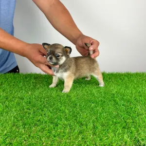 Chihuahua - Emma