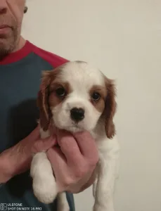 Cavalier King Charles Spaniel - Pocak