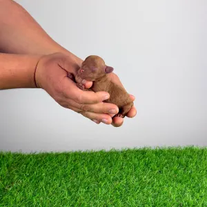 Poodle Miniature - Rana