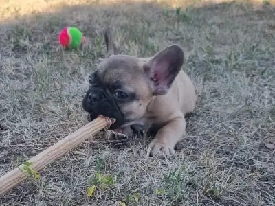 Bouledogue français - Hank