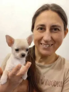 Chihuahua - Vadudvari Falka