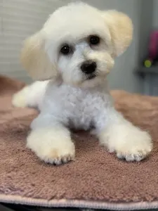 Maltipoo - Noni