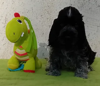 Cocker Spaniel anglais - Dr. Dolittle 