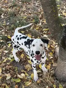 Dalmatien - Dalmatrix Falling Star