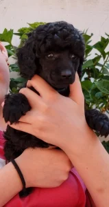 Poodle Miniature - Pearl