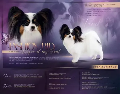 Papillon - Lucky Alien Mirabella 