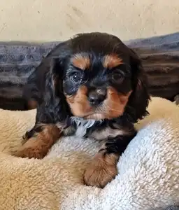 Cavalier King Charles Spaniel - Jaffa