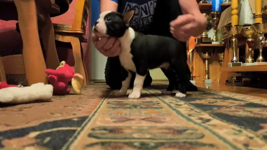 Bostonský teriér - Katy