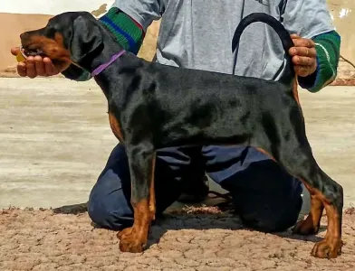 Dobermann - Ida