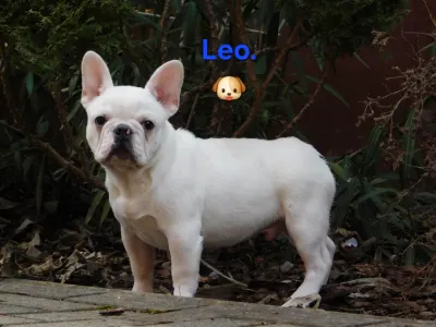 Francia bulldog - Leo