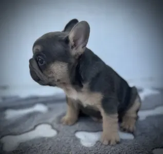 French Bulldog - Neo