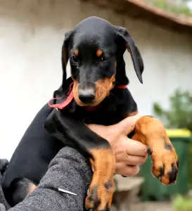 Dobermann - Piroska