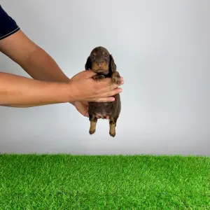 Dachshund - Eclair 