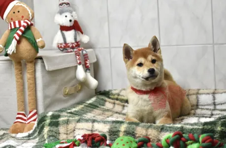 Shiba - Bravados Bara