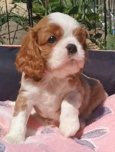 Cavalier King Charles Spaniel - Ince