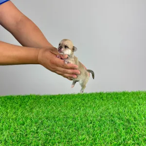 Chihuahua - Lita