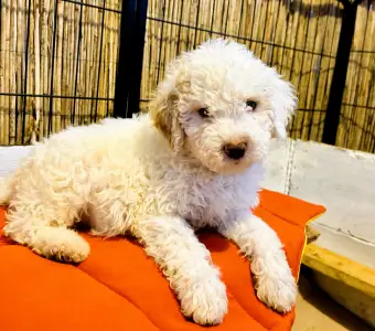 Lagotto Romagnolo - Zummi Gummi