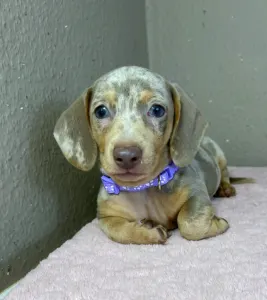 Dachshund - Harry