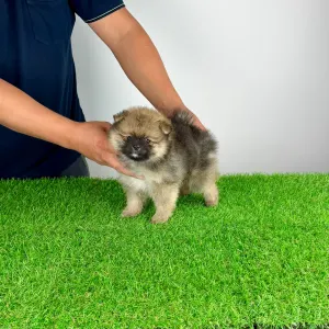 Pomeranian - Poppy
