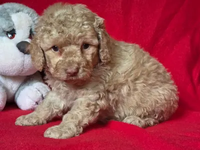 Cavapoo - Mia