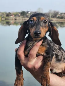 Dachshund - Leó