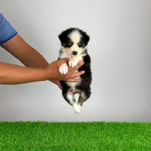 Australian Shepherd - Guru