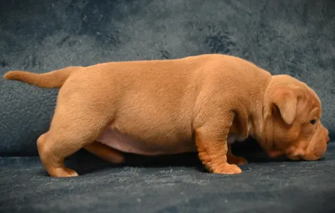 Amerikai Bully - Pocket - Chanel