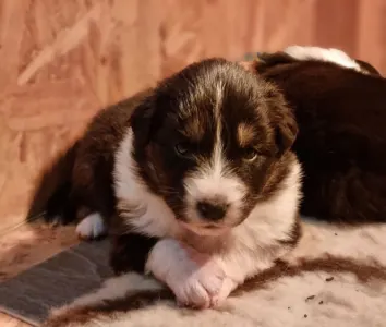 Ciobanesc Australian - Delwyn