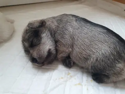 Törpe schnauzer - Genuine