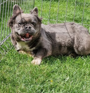 Französische Bulldogge - Emma