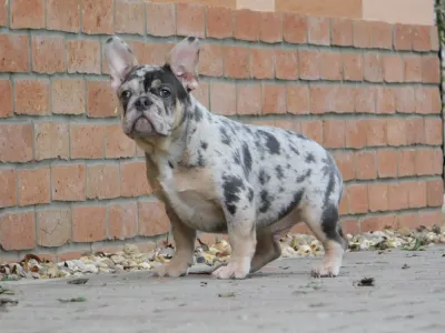 French Bulldog - Jony